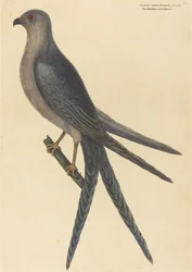 Der Schwalbenschwanzfalke Falco furcatus, veröffentlicht 1754