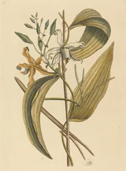 Die Vanelloe Epidendrum Vanilla, veröffentlicht 1731-1743