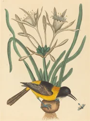 Die gelbe und schwarze Elster (Oriolus Icterus)