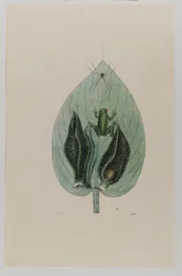 Baumfrosch