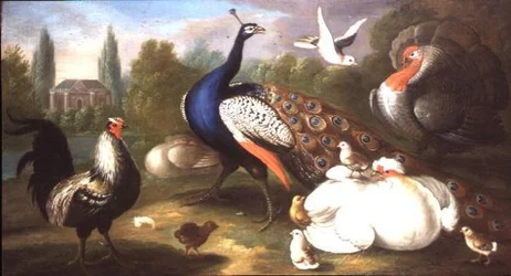 Ein Pfau, ein Truthahn, eine Henne, ein Hahn und eine Taube an einem Fluss