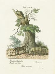 Kleine Ameisenbären unter einem Baum