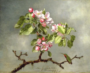 Apfelblüten und ein Kolibri