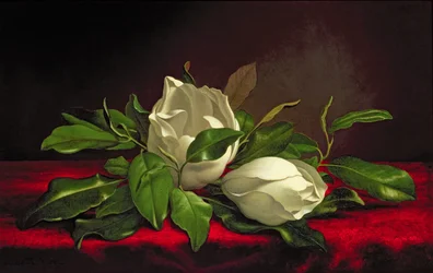 Magnolie