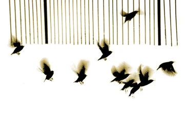 Stare, 2003