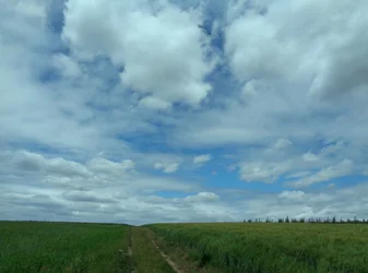 Felder im Sommer