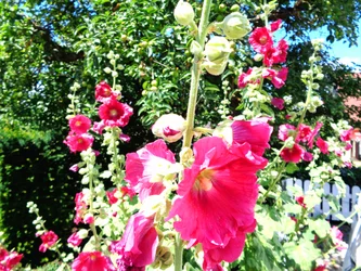 Garten im Sommer