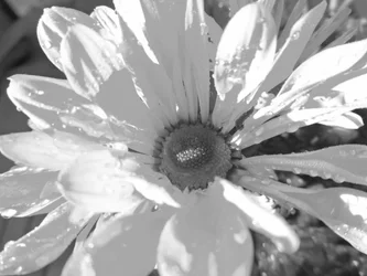 Grau