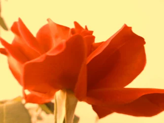 Rose Digitale Kunst