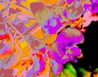 Sommerblumen