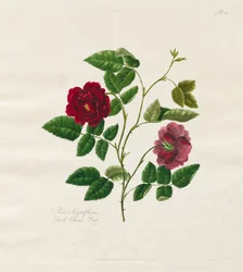 Eine Sammlung von Rosen aus der Natur: Dunkle China-Rose