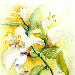 Weiße Lilien