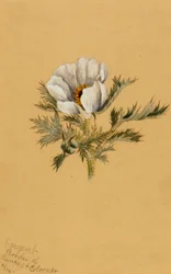(Ohne Titel) (Blumenstudie)