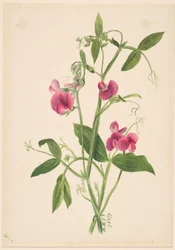 (Ohne Titel--Blumenstudie)