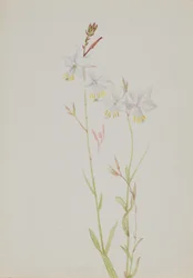 (Ohne Titel - Blumenstudie)
