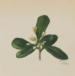 (Ohne Titel--Blumenstudie)