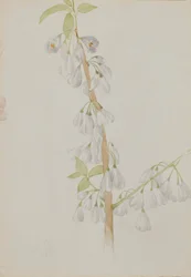 (Ohne Titel--Blumenstudie)