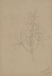 (Ohne Titel--Blumenstudie)