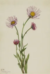 Alaska-Berufkraut (Erigeron salsuginosus)