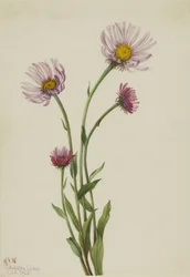 Alaska-Berufkraut (Erigeron salsuginosus)