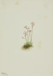 Alberta-Primel (Primula maccalliana)
