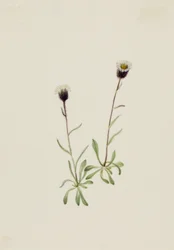 Aleutischer Flohblume Erigeron unalaschensis