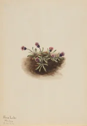 Alpen-Berufkraut (Erigeron unalaschcensis)