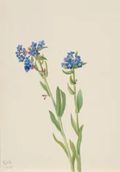 Alpen-Vergissmeinnicht Myosotis alpestris, 1937