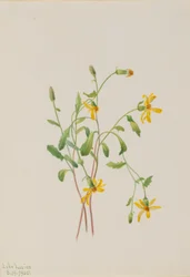 Alpen-Greiskraut (Senecio-Arten)
