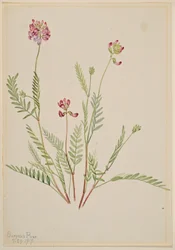 Alpen-Süßklee (Astragalus bourgovii)