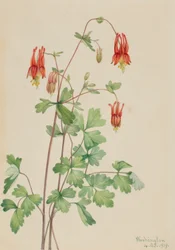 Amerikanische Akelei (Aquilegia canadensis)