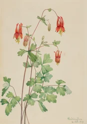 Amerikanische Akelei Aquilegia canadensis, 1919