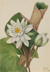Amerikanische Seerose (Castalia odorata)
