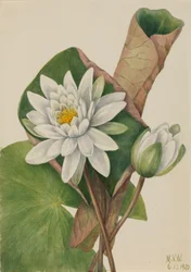 Amerikanische Seerose Castalia odorata, 1920