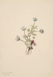 Anemone Anemone drummondii, 1907