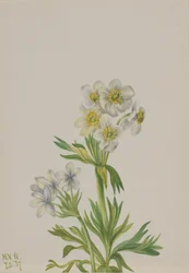 Anemone Anemone zephyra