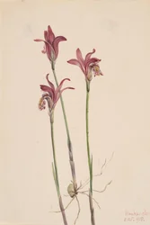 Arethusa Arethusa bulbosa, 1918