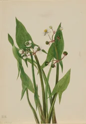 Pfeilblatt (Sagittaria cuneata)