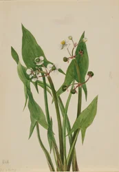 Arum Pfeilblatt Sagittaria cuneata