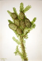 Balsam-Tanne (Albies fraseri)