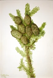 Balsam-Tanne Albies fraseri, 1932