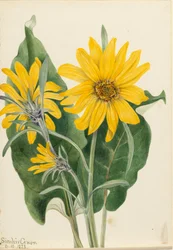 Balsamwurzel Balsamorhiza sagittata, 1923