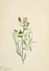 Bastard-Toadflax Comandra pallida, 1923