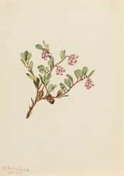 Bärentraube (Arctostaphylos uva-ursi)