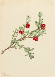 Bärentraube Arctostaphylos uva-ursi, 1916