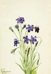 Glockenblume (Campanula)