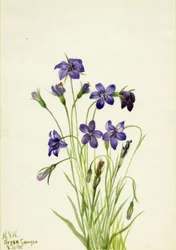 Glockenblume Campanula, 1935