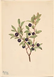 Große Heidelbeere (Vaccinium membranaceum)