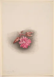 Bitterwurz (Lewisia redivivia)