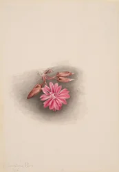 Bitterroot Lewisia redivivia, 1915